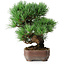 Pinus parviflora, 19,5 cm, ± 12 ans