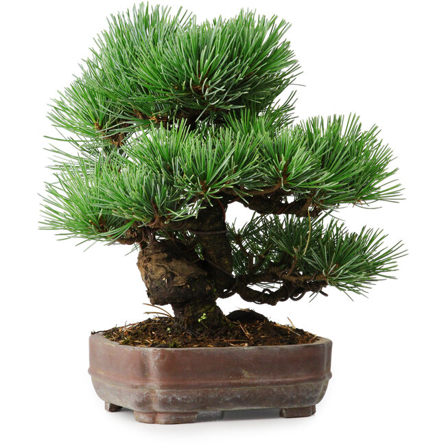 Pinus parviflora, 19,5 cm, ± 12 años