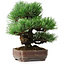 Pinus parviflora, 19,5 cm, ± 12 ans