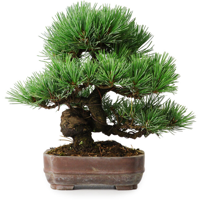 Pinus parviflora, 19,5 cm, ± 12 jaar oud