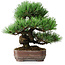 Pinus parviflora, 19,5 cm, ± 12 jaar oud