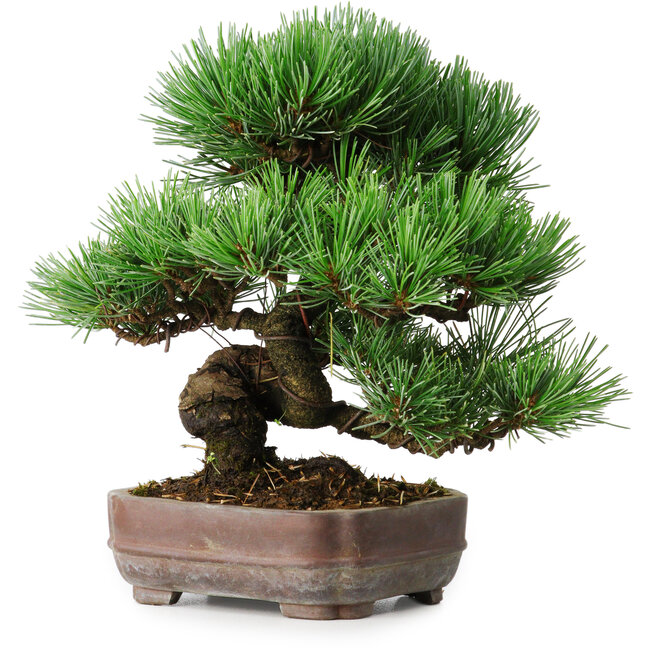 Pinus parviflora, 19,5 cm, ± 12 anni