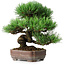 Pinus parviflora, 19,5 cm, ± 12 jaar oud