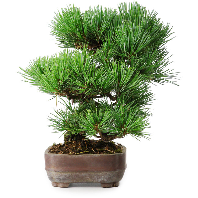 Pinus parviflora, 19,5 cm, ± 12 ans