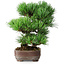 Pinus parviflora, 19,5 cm, ± 12 jaar oud