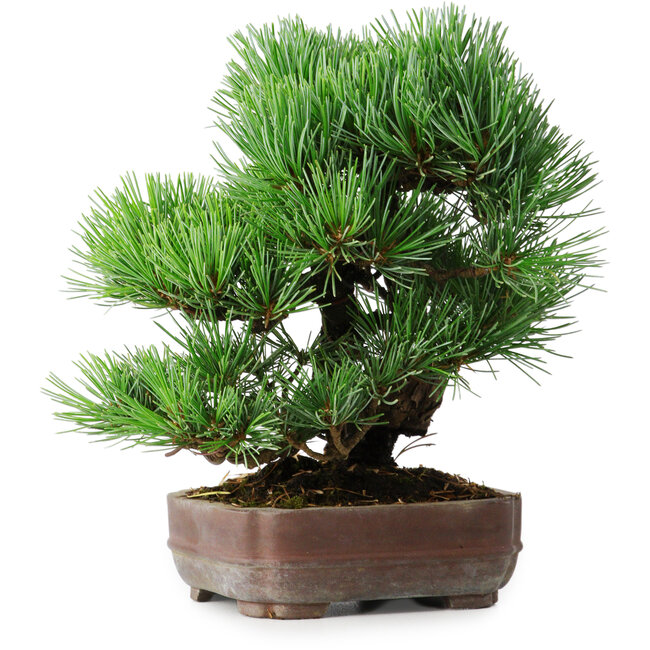 Pinus parviflora, 19,5 cm, ± 12 años