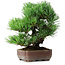 Pinus parviflora, 19,5 cm, ± 12 jaar oud