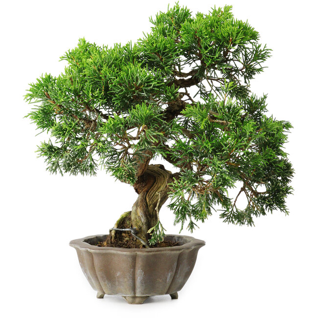 Juniperus chinensis Itoigawa, 22,5 cm, ± 20 jaar oud