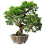 Juniperus chinensis Itoigawa, 22,5 cm, ± 20 jaar oud