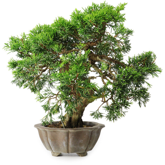 Juniperus chinensis Itoigawa, 22,5 cm, ± 20 years old