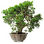 Juniperus chinensis Itoigawa, 22,5 cm, ± 20 ans