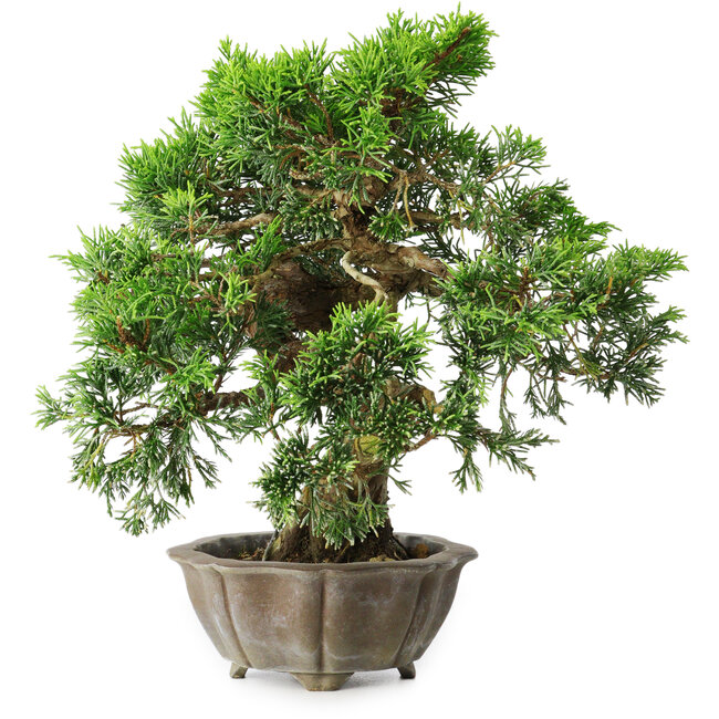 Juniperus chinensis Itoigawa, 22,5 cm, ± 20 years old