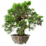Juniperus chinensis Itoigawa, 22,5 cm, ± 20 ans