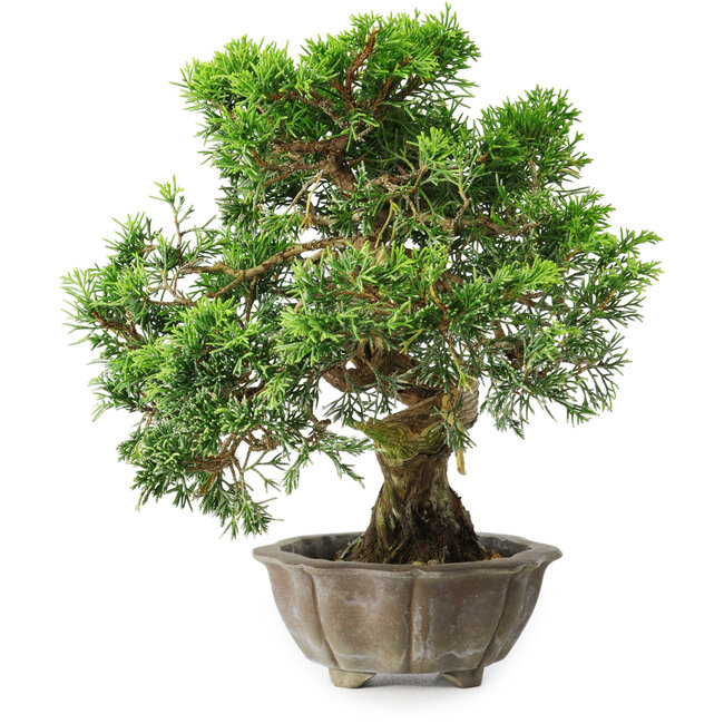 Juniperus chinensis Itoigawa, 22,5 cm, ± 20 años