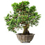 Juniperus chinensis Itoigawa, 22,5 cm, ± 20 jaar oud
