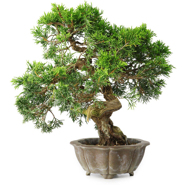 Juniperus chinensis Itoigawa, 22,5 cm, ± 20 years old
