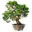 Juniperus chinensis Itoigawa, 22,5 cm, ± 20 jaar oud