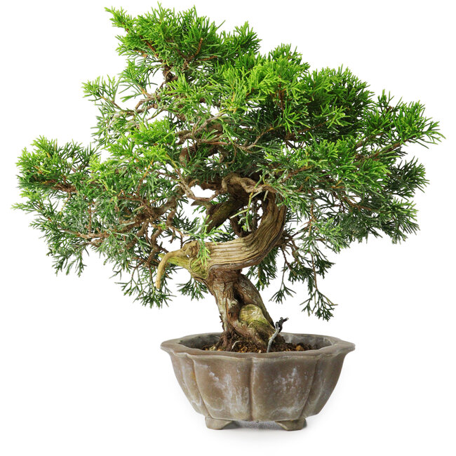 Juniperus chinensis Itoigawa, 22,5 cm, ± 20 years old