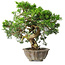 Juniperus chinensis Itoigawa, 22,5 cm, ± 20 jaar oud