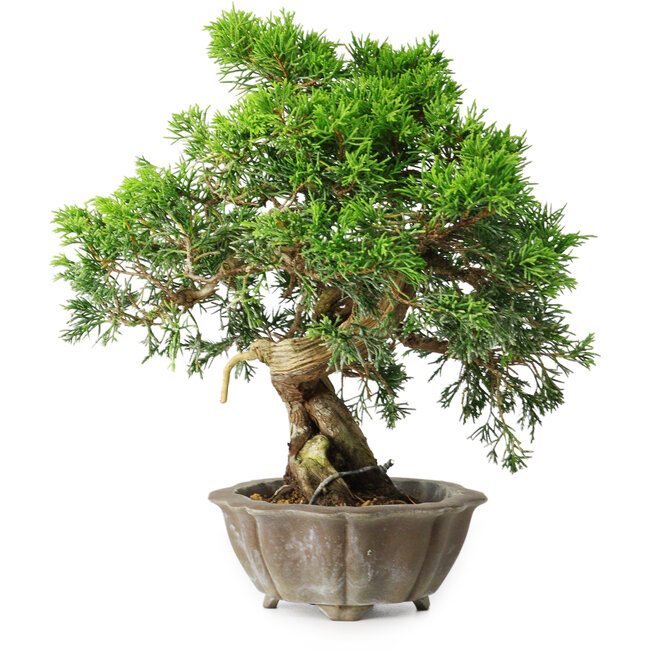 Juniperus chinensis Itoigawa, 22,5 cm, ± 20 years old