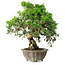 Juniperus chinensis Itoigawa, 22,5 cm, ± 20 ans