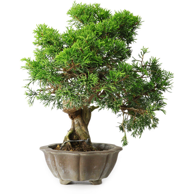 Juniperus chinensis Itoigawa, 22,5 cm, ± 20 years old