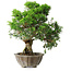 Juniperus chinensis Itoigawa, 22,5 cm, ± 20 anni