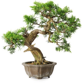 Juniperus chinensis Itoigawa, 23 cm, ± 20 jaar oud