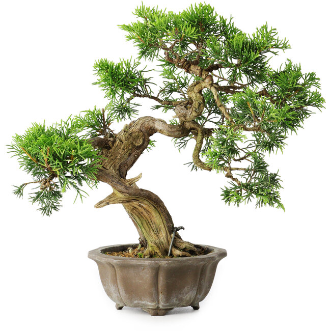 Juniperus chinensis Itoigawa, 23 cm, ± 20 Jahre alt