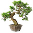 Juniperus chinensis Itoigawa, 23 cm, ± 20 anni