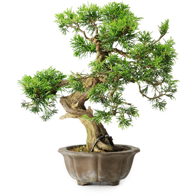Juniperus chinensis Itoigawa, 23 cm, ± 20 jaar oud