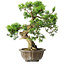 Juniperus chinensis Itoigawa, 23 cm, ± 20 Jahre alt