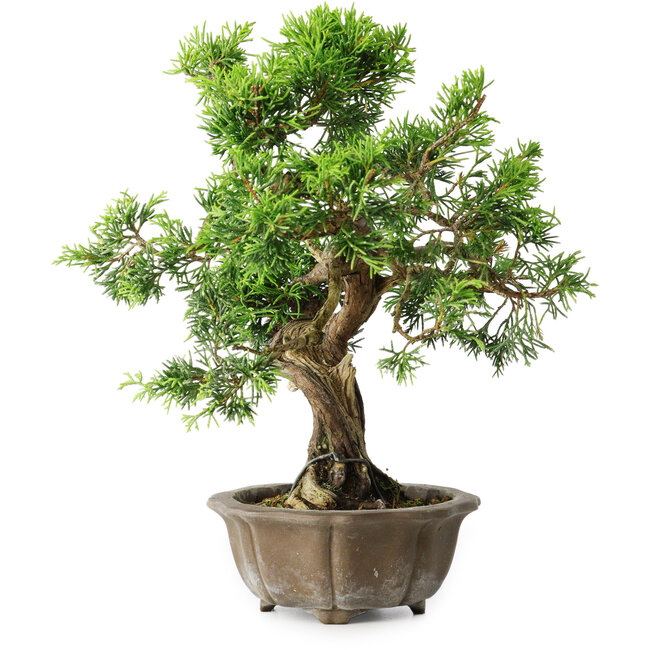 Juniperus chinensis Itoigawa, 23 cm, ± 20 years old