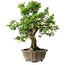 Juniperus chinensis Itoigawa, 23 cm, ± 20 ans