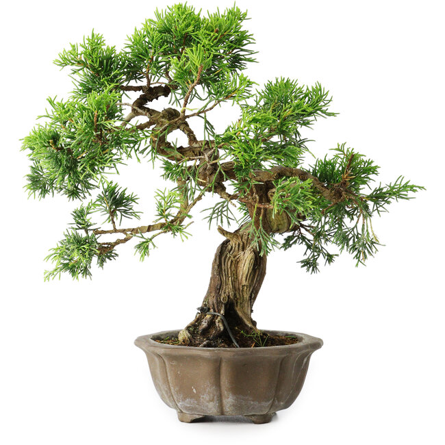 Juniperus chinensis Itoigawa, 23 cm, ± 20 ans