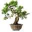 Juniperus chinensis Itoigawa, 23 cm, ± 20 ans