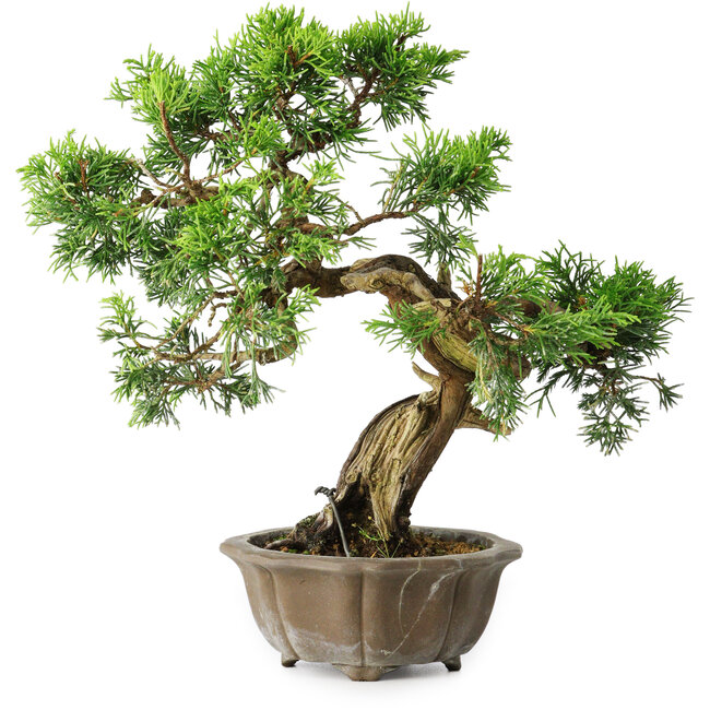 Juniperus chinensis Itoigawa, 23 cm, ± 20 años