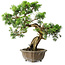 Juniperus chinensis Itoigawa, 23 cm, ± 20 ans