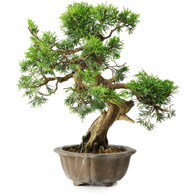 Juniperus chinensis Itoigawa, 23 cm, ± 20 anni