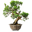 Juniperus chinensis Itoigawa, 23 cm, ± 20 Jahre alt