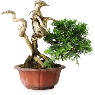 Juniperus chinensis Itoigawa, 22,5 cm, ± 20 jaar oud