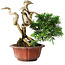 Juniperus chinensis Itoigawa, 22,5 cm, ± 20 ans