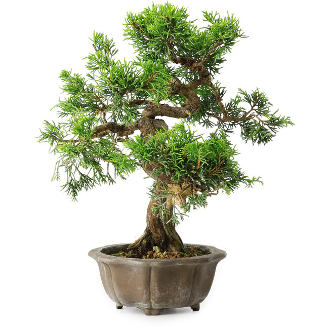 Juniperus chinensis Itoigawa, 23 cm, ± 20 anni