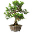 Juniperus chinensis Itoigawa, 23 cm, ± 20 jaar oud