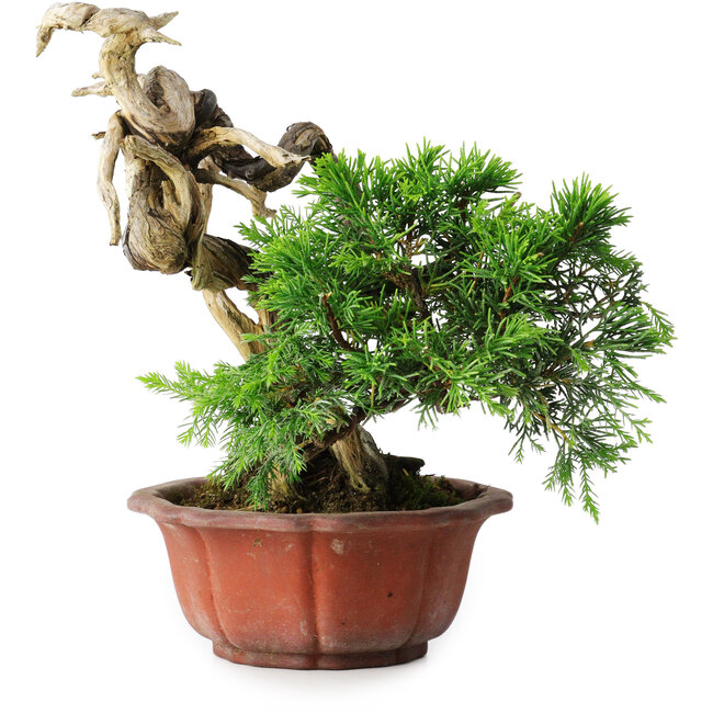 Juniperus chinensis Itoigawa, 22,5 cm, ± 20 Jahre alt