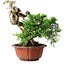Juniperus chinensis Itoigawa, 22,5 cm, ± 20 Jahre alt