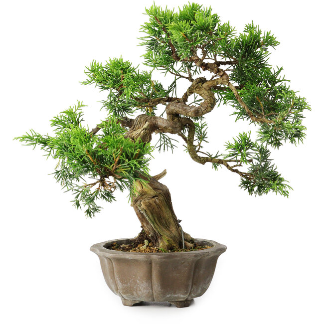 Juniperus chinensis Itoigawa, 23 cm, ± 20 años