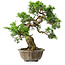Juniperus chinensis Itoigawa, 23 cm, ± 20 Jahre alt