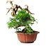 Juniperus chinensis Itoigawa, 22,5 cm, ± 20 jaar oud
