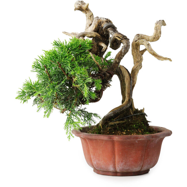 Juniperus chinensis Itoigawa, 22,5 cm, ± 20 ans